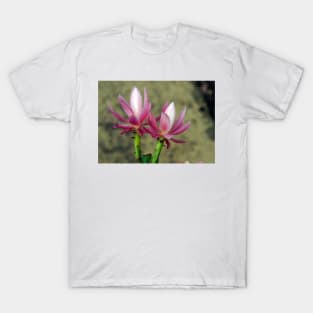 Cacti - Magpie Springs - Adelaide Hills Wine Region - Fleurieu Peninsula - South Australia T-Shirt